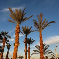 Palmeras al atardecer en La Paz